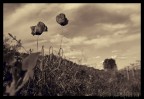 poppies poppies