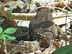 Il rospo e la vipera Il rospo e la vipera