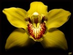 YeLLoW YeLLoW