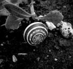 spiralenaturale spiralenaturale