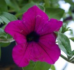 Fiore.... Fiore....