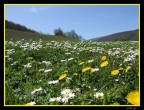 Primavera Primavera