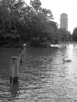 Londra, Hyde Park.

Ho usato la Canon PowerShot A610.

Consigli e critiche, come sempre, ben accetti!