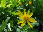 Sunburst yellow Sunburst yellow