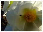 Una Formica nel Sole Una Formica nel Sole