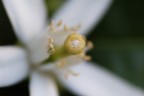 White Passion White Passion