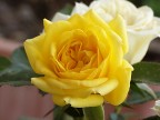 rosa rosa