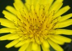 Sole di primavera Sole di primavera