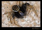 Aracnofobia Aracnofobia