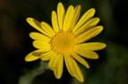 Giallo Giallo