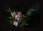 my Flowers 1 my Flowers 1