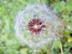 Macro dell'infruttiscenza di un Taraxacum officinale