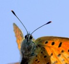 l'ho ripresa da un filo d'erba essiccato in un campo incolto!! ho acceso solo un po i neri!

Suggerimenti e Critiche sempre ben accetti!