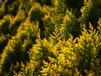 Yellow & Green Yellow & Green