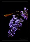 Glicine Glicine