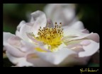 fiore fiore