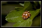 Coccinella arancione Coccinella arancione