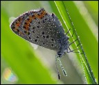 Farfalla mattutina Farfalla mattutina