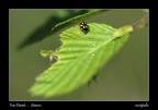 coccigialla coccigialla