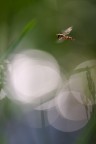 Volare di sognare Volare di sognare