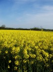 Yellow flowers in this spring! Yellow flowers in this spring!