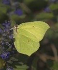 Gonepteryx rahmni Gonepteryx rahmni