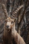 sua maestą lo stambecco sua maestą lo stambecco