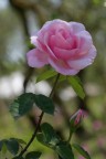 Rosa Rosa