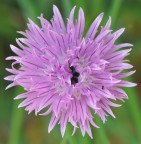 fiore d'erba cipollina