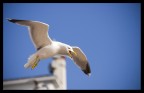 Seagull's scream
