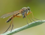 Asilide Asilide