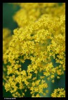 nel giallo dipindo di giallo