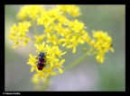 Trichodes Trichodes