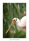 No name Bird No name Bird