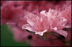 ........il profumo della primavera ........il profumo della primavera