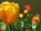 Tulipano Tulipano