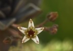Fiore di pianta grassa Fiore di pianta grassa