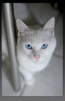 Cusmas'cat Cusmas'cat