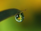 drop iris