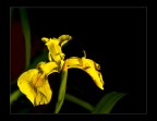 Giallo su Nero Giallo su Nero