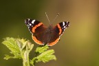 Vanessa atalanta Vanessa atalanta