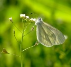 Farfalla Farfalla