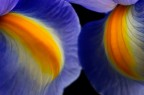 Viola e giallo Viola e giallo