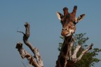 giraffa giraffa