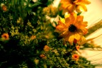 Composizione floreale Composizione floreale