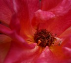 Il colore della passione