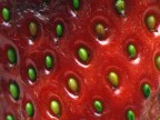 Fragola Fragola