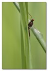 effimera effimera