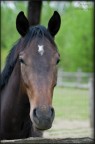 HORSE HORSE