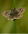Pyrgus malvoides Pyrgus malvoides